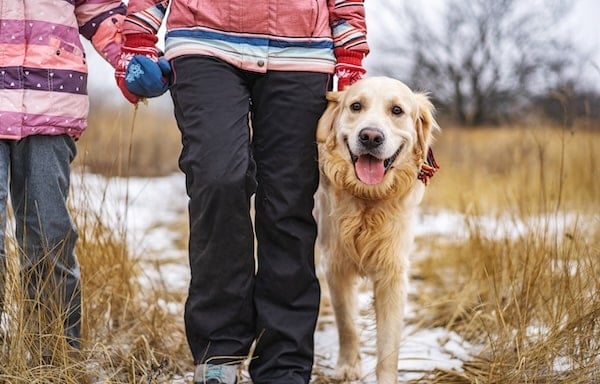 Golden Retriever walking in winter field with pet parent