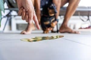 A dachshund has peed on the floor of his house. A hand is pointing to the pee.