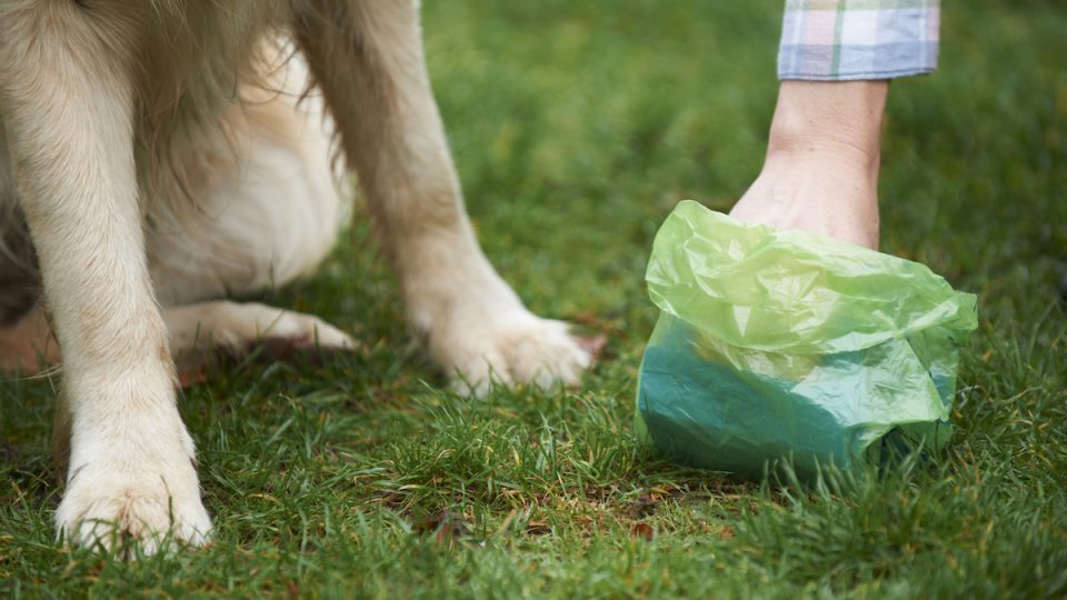 Hand picks up poop on grass next to dog paws