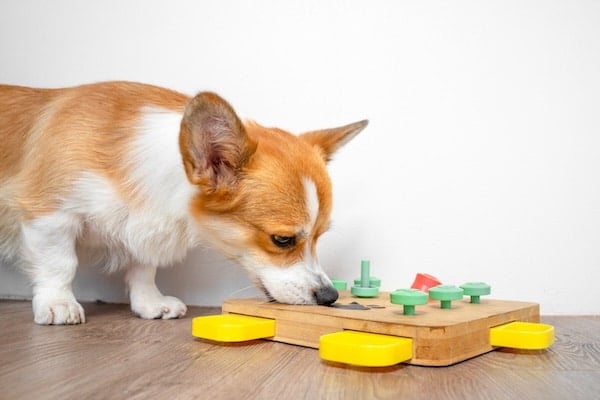 Corgi dog bent over interactive educational toy