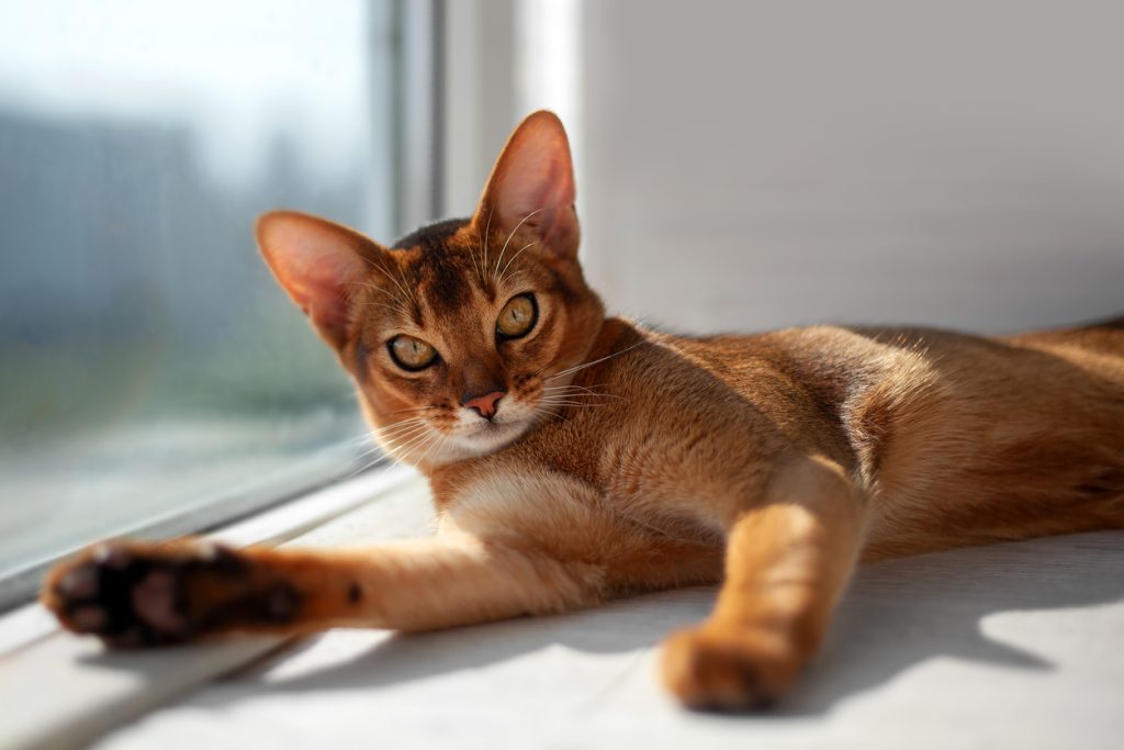 Abyssinian Cat