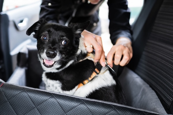 Dog being clipped into car harness