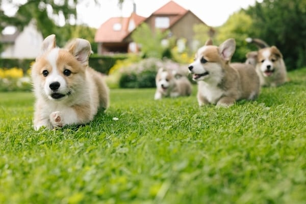 Corgi puppies running in a yard