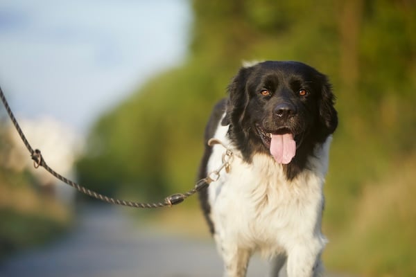 Dog walking on leash on sunny road