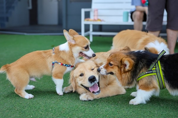 Happy dogs Welsh Corgi Pembroke with friends play and do exercise together in the pet park with artificial grass.