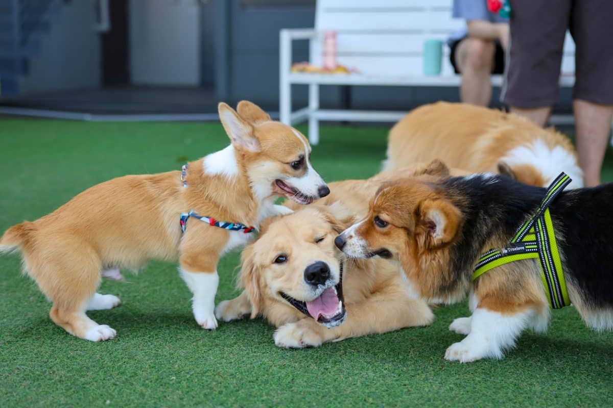 Happy dogs Welsh Corgi Pembroke with friends play and do exercise together in the pet park with artificial grass.