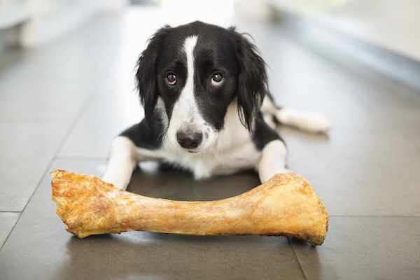 Dog looking at owner in front of big bone