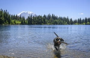 Dog playing in the Summit Lake with Mount Rainier in the background. Mount Rainier National Park. Washington State.