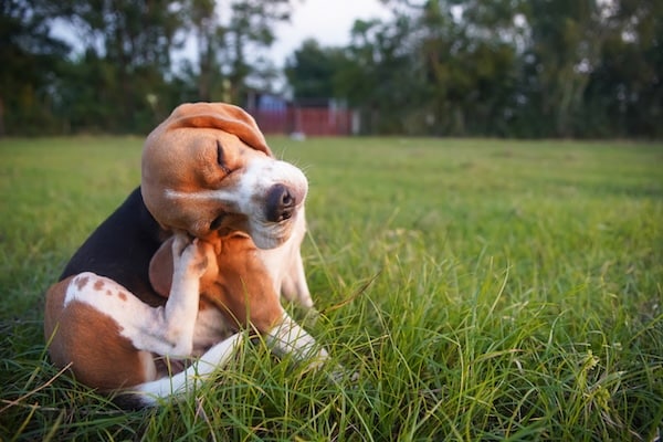 Dog scratching behind ear, sitting in fenced yard