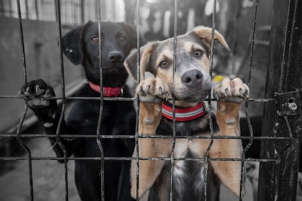 Dog in animal shelter waiting for adoption