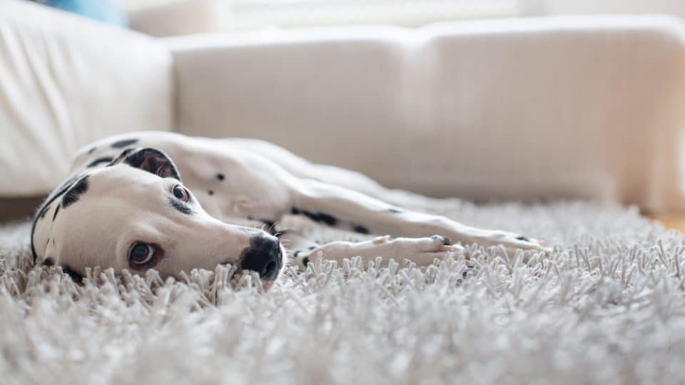 Dalmatian resting on fuzzy carpet
