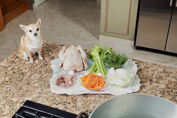 Chihuahua looking at soup ingredients