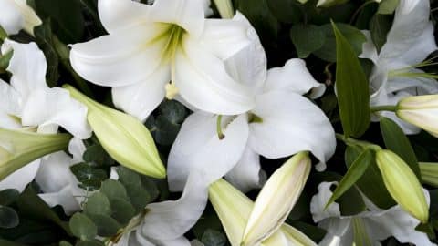 A beautiful wreath of white lilies with eucalyptus leaves.