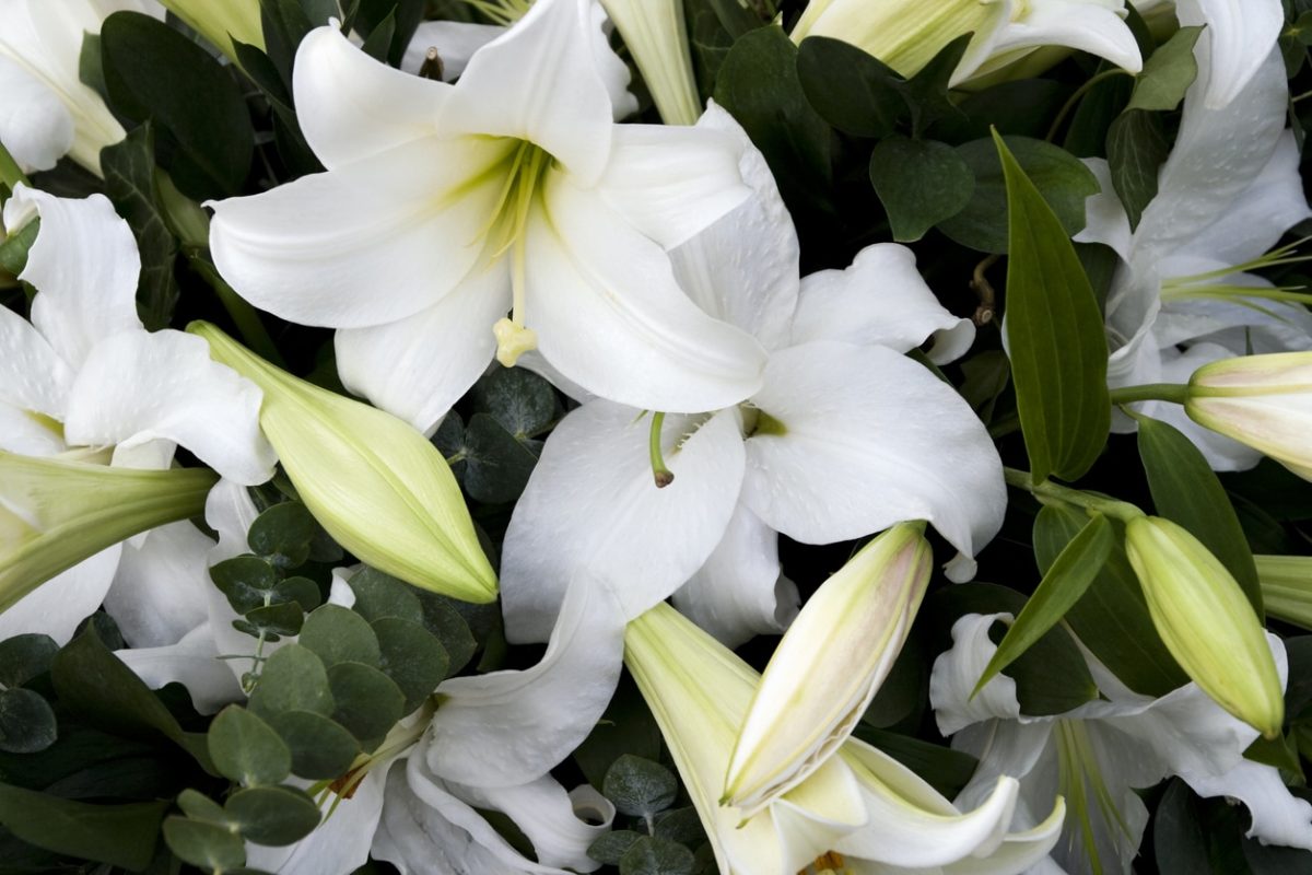 Are Lillies Poisonous to Cats?