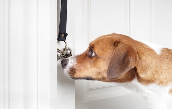 Dog nudging potty bell with nose in front of door.
