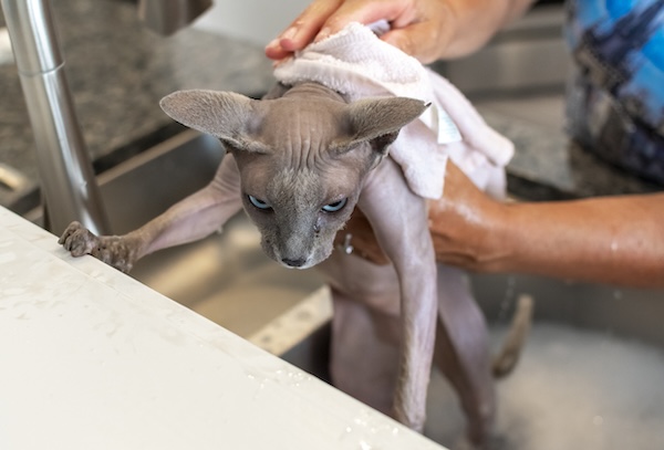 A female groomer gives a hairless Sphynx cat a bath in a sink