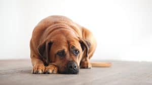 An anxious dog lying on a hardwood floor.