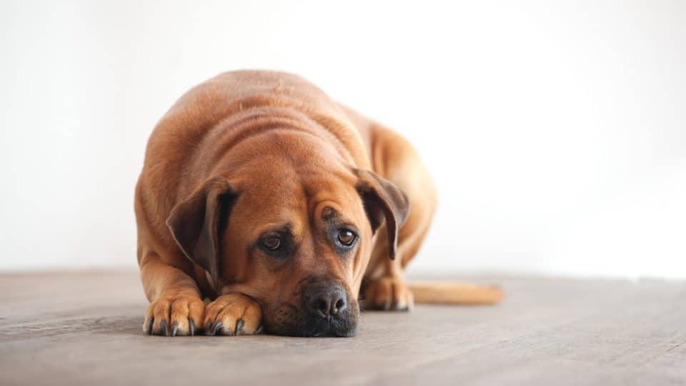An anxious dog lying on a hardwood floor.