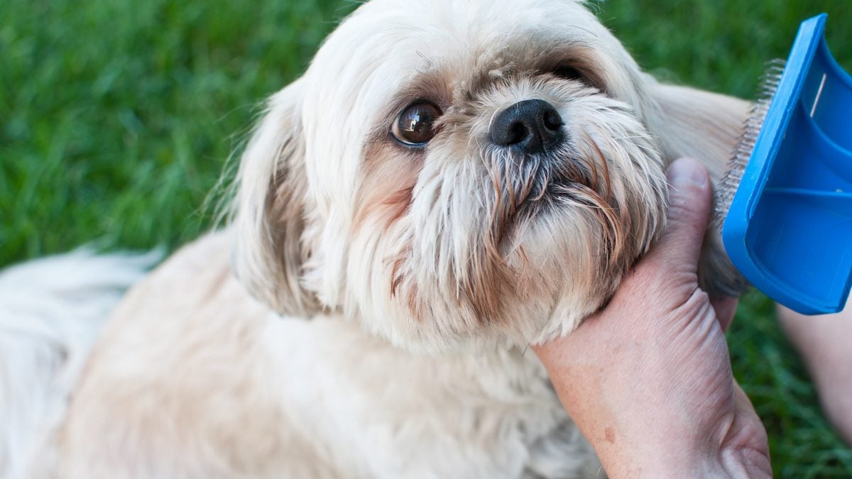 View of Brushes for Shih Tzus | Our 6 Favorite Tools for Your Little Lion's Mane