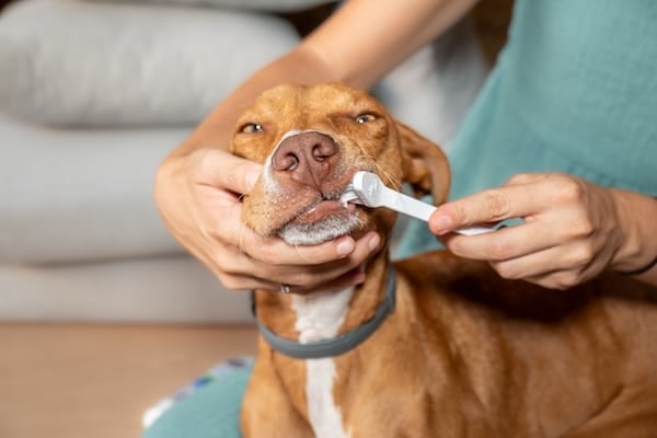 A puppy getting their teeth brushed by their owner