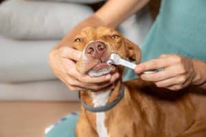 Dog having teeth brushed