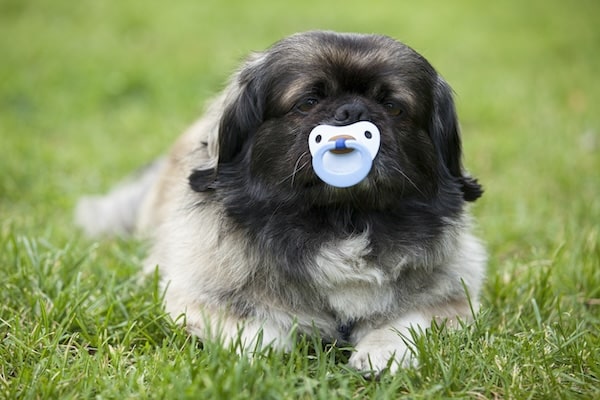 A small dog holds a pacifier in his mouth on a grassy lawn