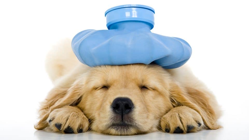 Golden Retriever puppy with compress on his head