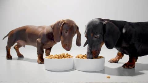 Two dachshunds, one big and one small, eating from food bowls