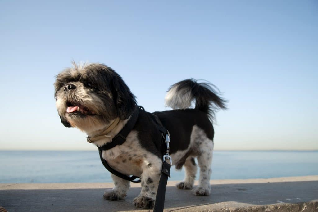 Shih Tzu in harness on beach