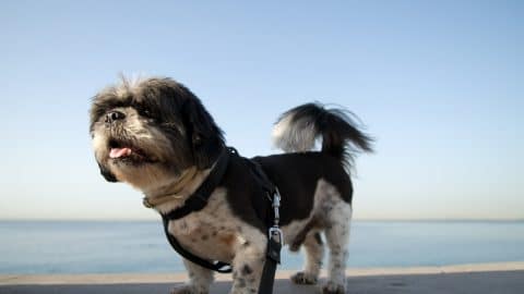 Shih Tzu in harness on beach