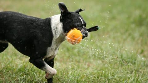 A boston terrier shaking a wet chew toy in a grassy field