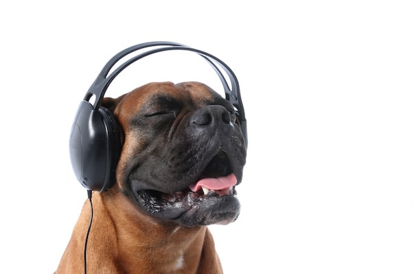Dog wearing headphones