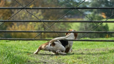 Foxhound squeezing under a gate in a field