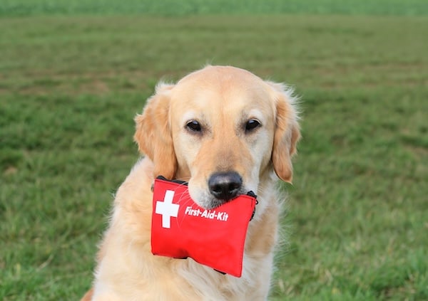 Golden Retriever holding First-Aid-Kit