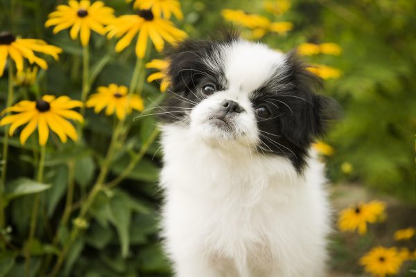 Japanese Chin puppy in flowers