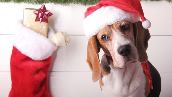 Dog eyes Christmas stocking curiously