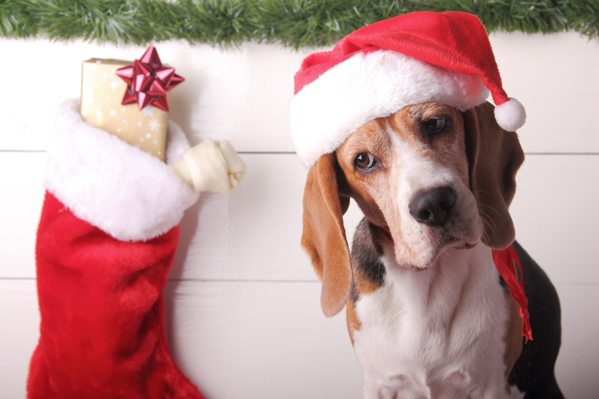 AD-PT2FM Patterdale Terrier Dog Fridge Magnet Stocking Filler Christmas Gift 