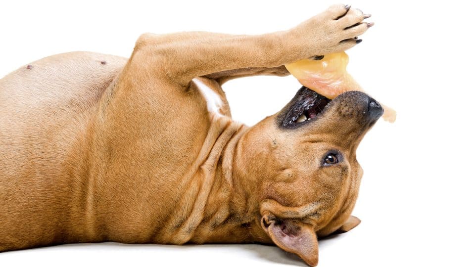 The 13 Best Toys for Big Dogs for All Types of Large-Pup Play