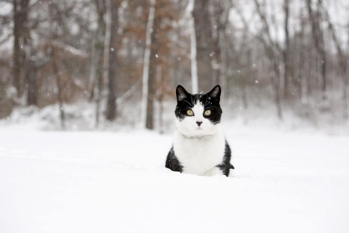 Black and white cat in a snowy field