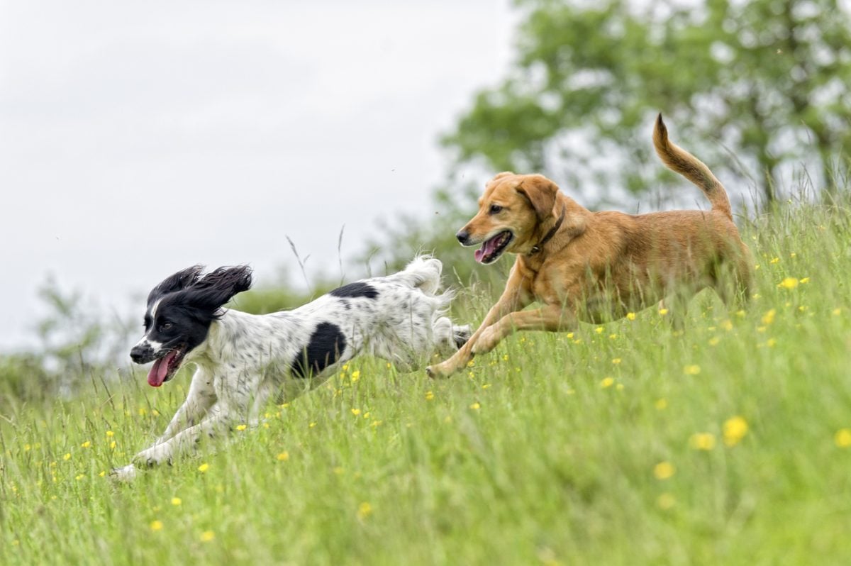 Two dogs playing catch in a summertime meadow