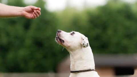 Dog waiting patiently to be rewarded with a treat from an outstretched hand.