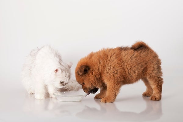 chow chow and chinchilla cats drinking milk
