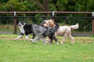 Dogs of mix breeds play in the park on green grass