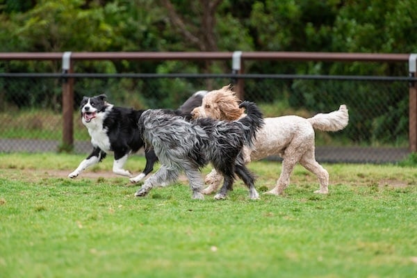 Dogs of mix breeds play in the park on green grass