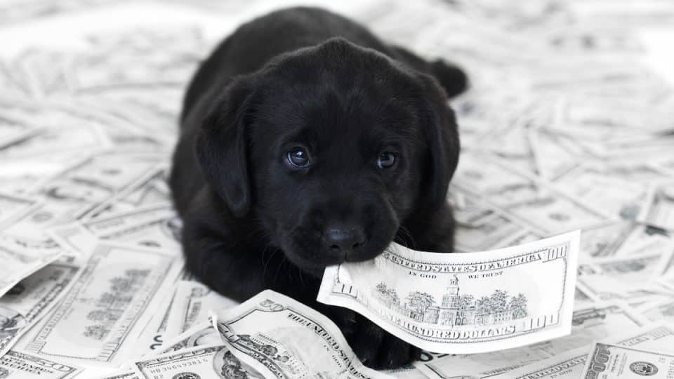 Black labrador puppy lying on a pile of money and chewing on a banknote