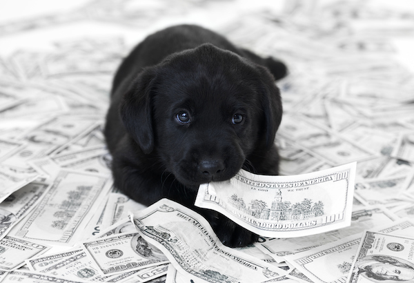 Black lab puppy in a pile of money, chewing on a bill