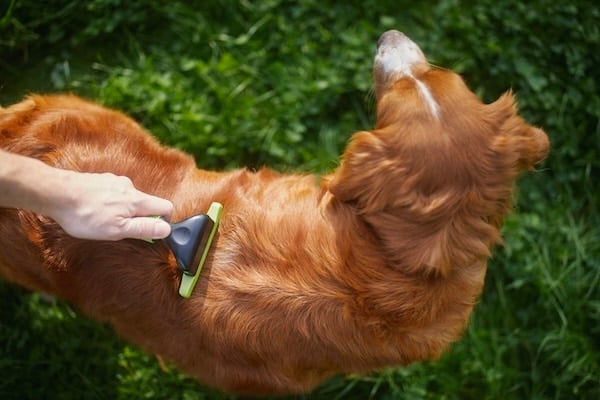 Person brushing fur of retriever outside on grass