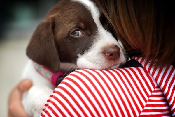 Puppy peering anxiously over girl's shoulder