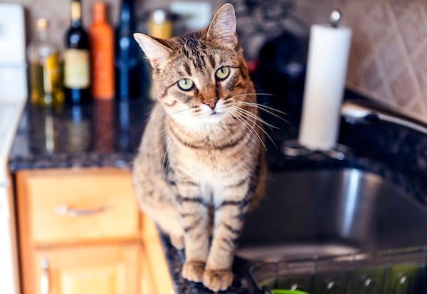 Cat sitting on counter by sink