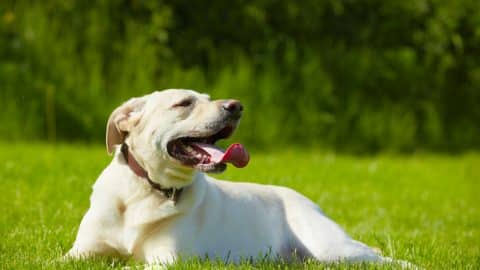 Yellow Labrador Retriever sitting in grass